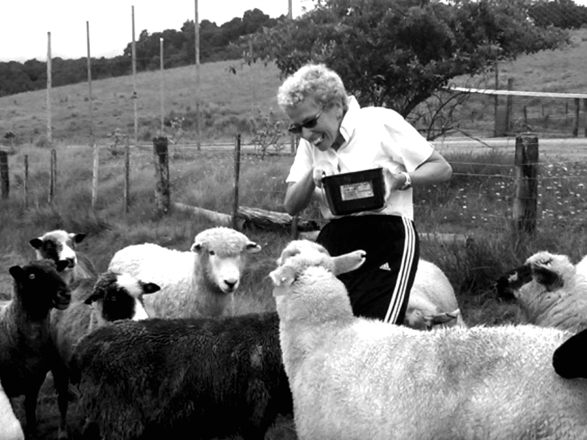 Woman feeding sheep